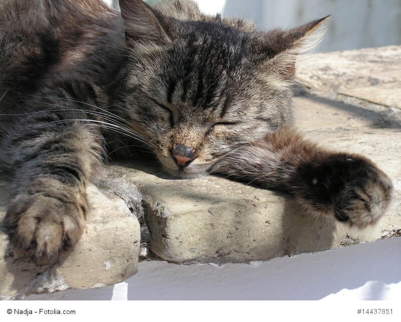 Katzensprache verstehen: Was deine Katze dir sagen möchte