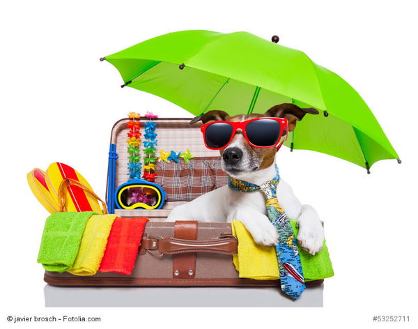Die Qual der Wahl: Wohin im Urlaub mit dem Hund?
