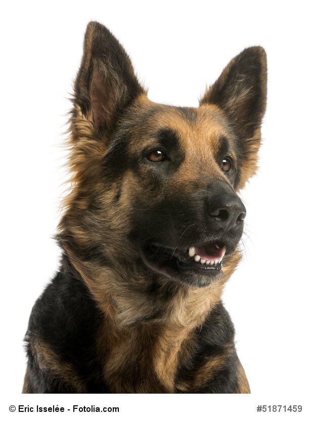 Deutscher Schäferhund