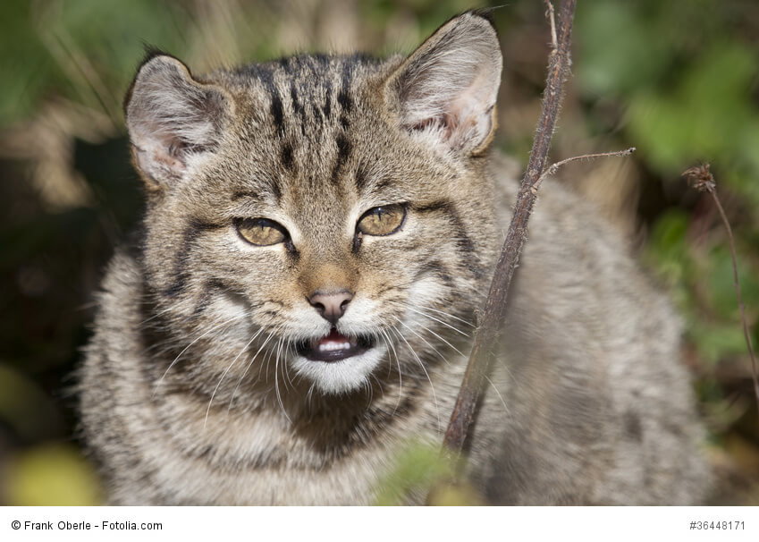 Europäische Waldkatze