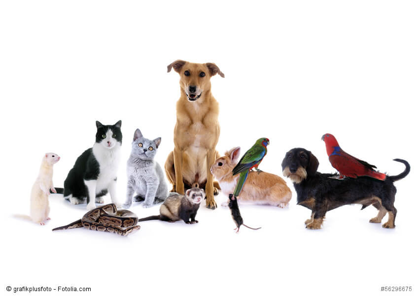 Bild mit verschiedenen Haustieren Hunden, Katzen, Vögeln, Nagetieren