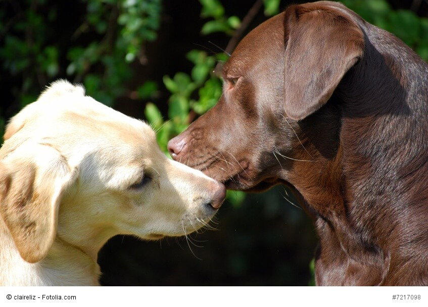 Hunde begrüßen sich