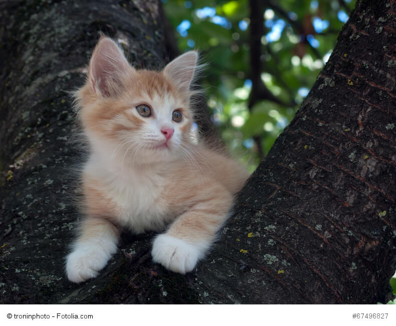 Eine junge Katze sitzt auf einem Baum