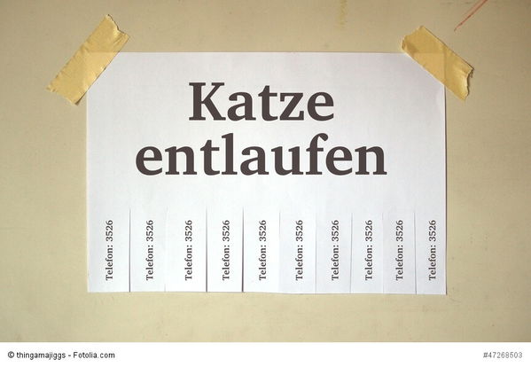 Katze entlaufen – was tun?