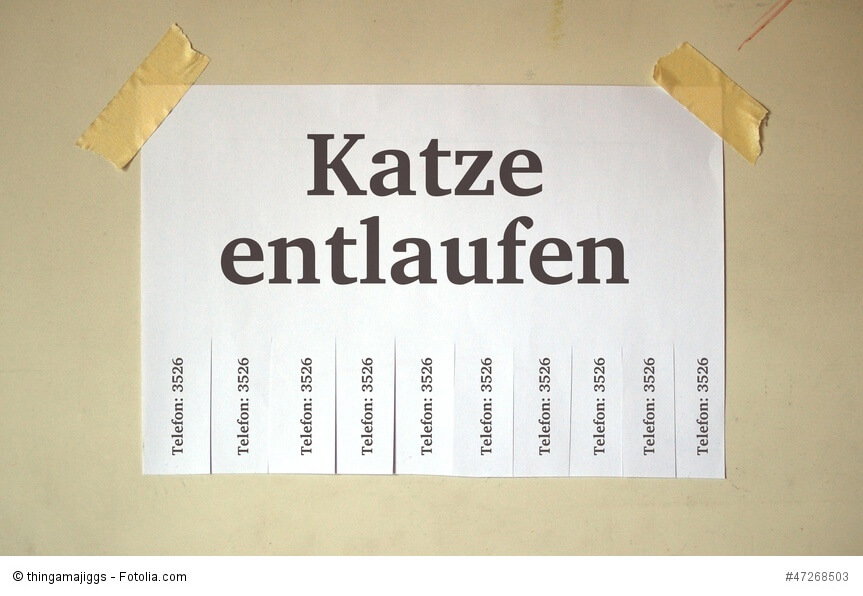 Katze entlaufen – was tun?