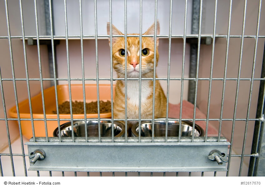 Eine rotgetigerte Katze in einem Käfig in einem Tierheim