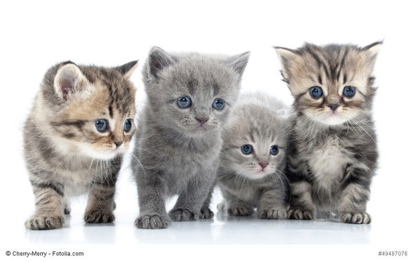 Katzen kaufen – was ist zu beachten?