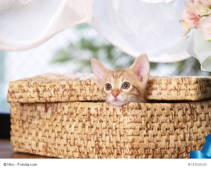 Katzen lieben Kisten