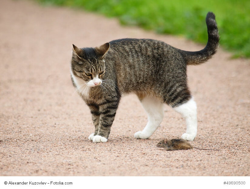 Katze mit Maus
