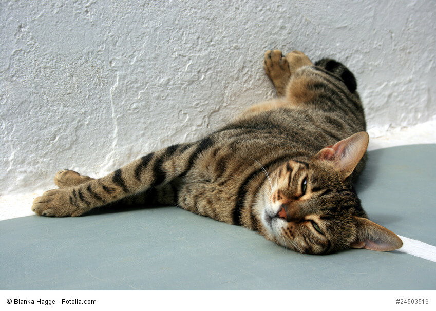 Schnurrende Katze im Sonnenbad