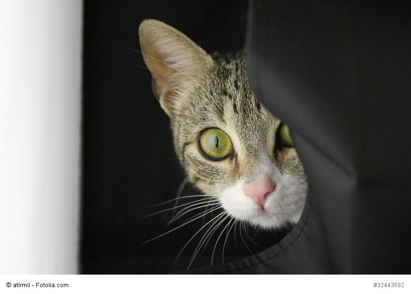 Eine Katze schaut aus ihrem Versteck