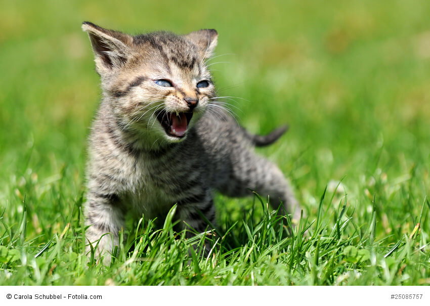 Maunzende Katze auf einer Wiese