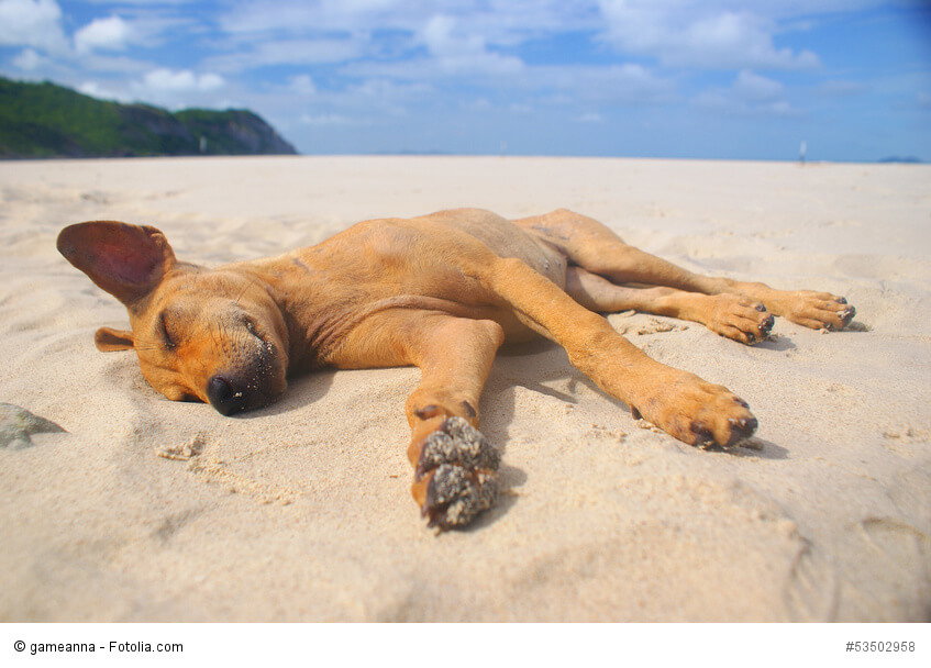 Entspannter, schlafender Hund am Sandstrand mit blauem Himmel