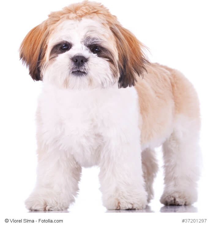 Shi Tzu
