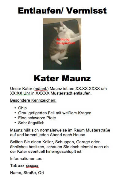 Steckbrief Katze