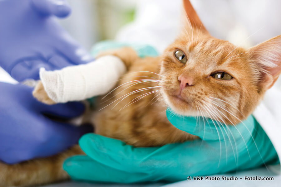 Eine Katze mit bandagiertem Bein wird von Händen in grünen Latexhandschuhen gehalten