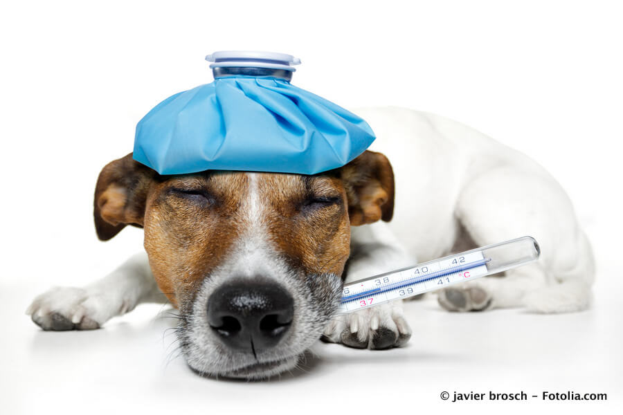Hundeversicherungen im Vergleich