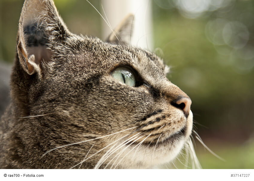 Eine Katze mit Tätowierung im Ohr wird leichter gefunden, wenn sie entläuft