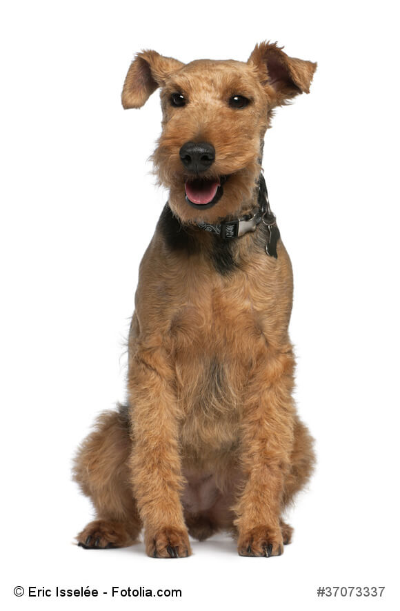 Welsh-Terrier