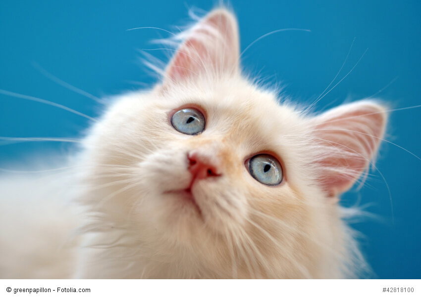 Kitten einer weißen Halblanghaarkatze vor blauem Hintergrund