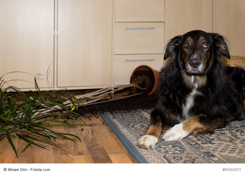 Ein großer Hund liegt neben einem umgeworfenen Blumenkübel