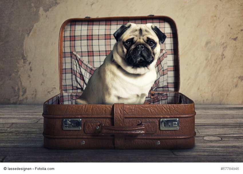 Mit Mops verreisen ist möglich - allerdings nicht im Koffer ;-)