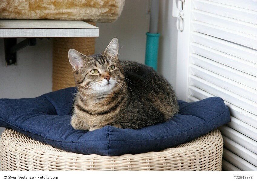 Europäisch Kurzhaar genießen wie alle Katzen gerne ihr Leben