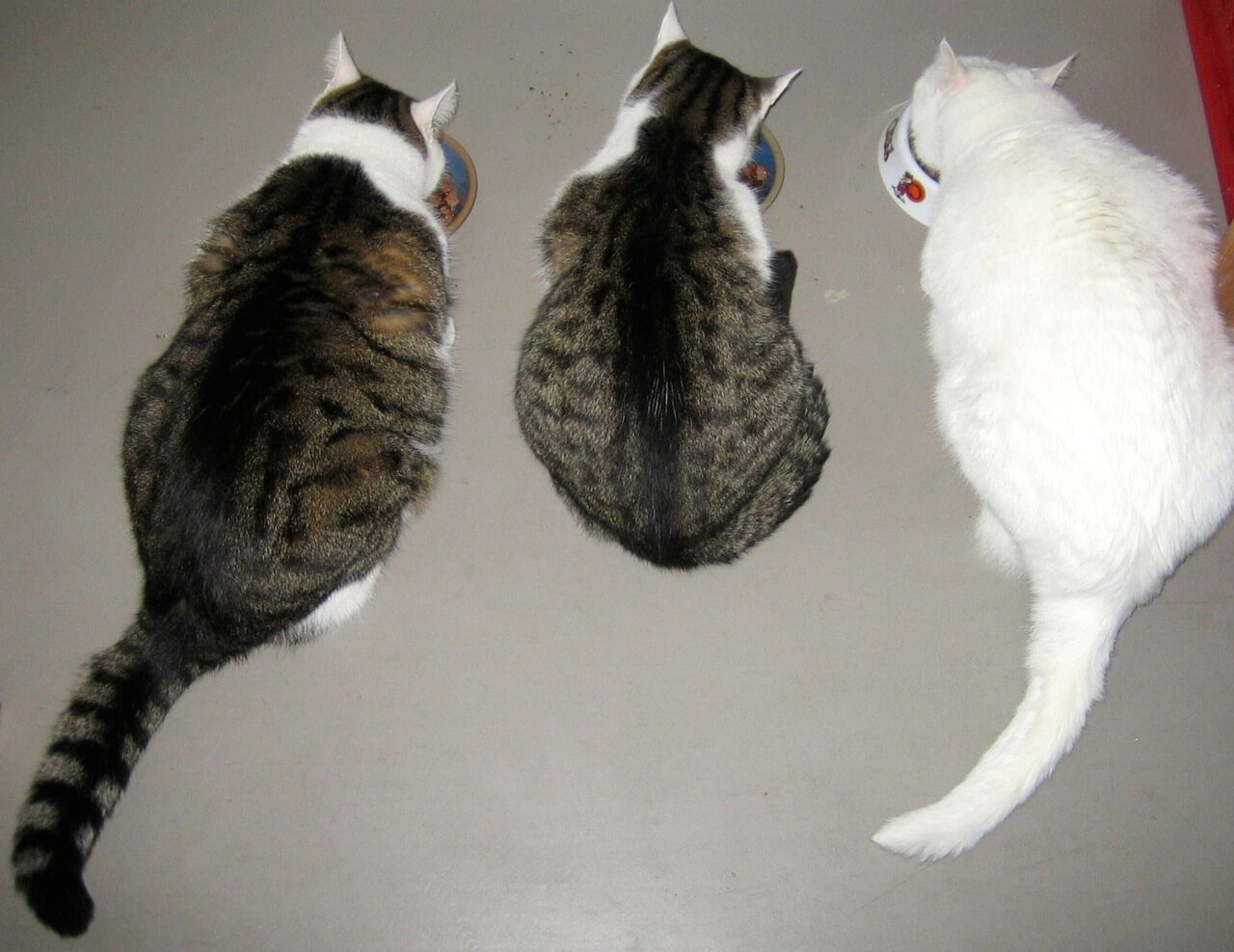 Drei Kater fressen auf einem grauen Boden jeder aus einem Napf