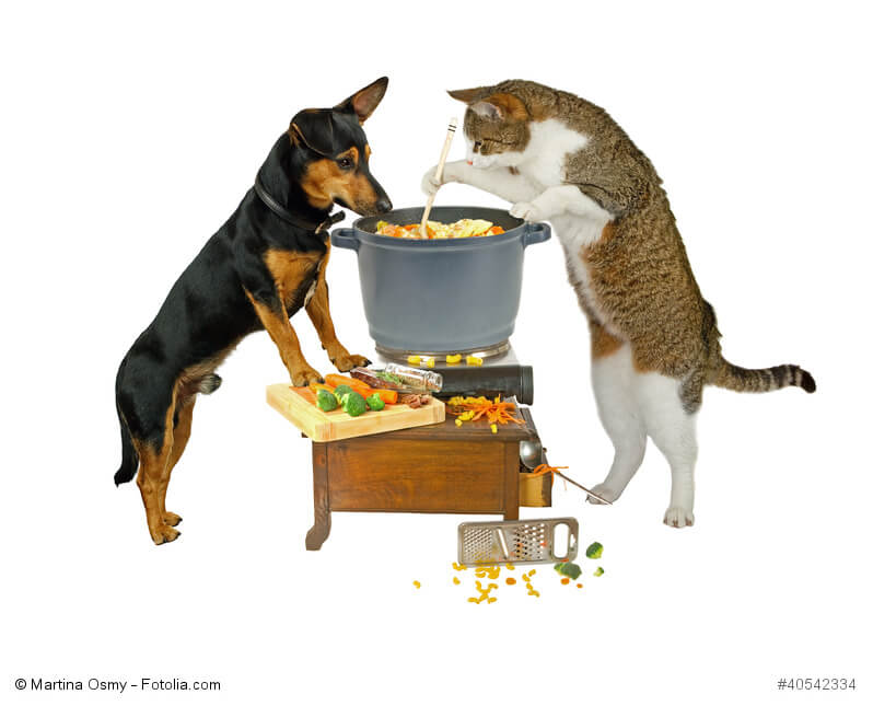 Ein und und eine Katze kochen sich selber ihr Futter