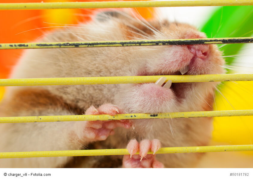 Hamster nagt an Gitterstäben.