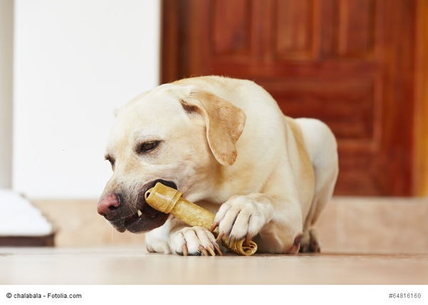 Ernährung für Hunde