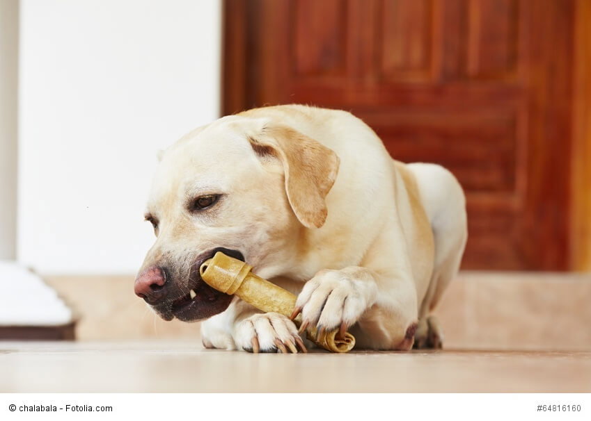 Ernährung für Hunde