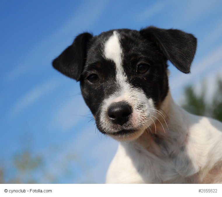 Jack Russel Terrier
