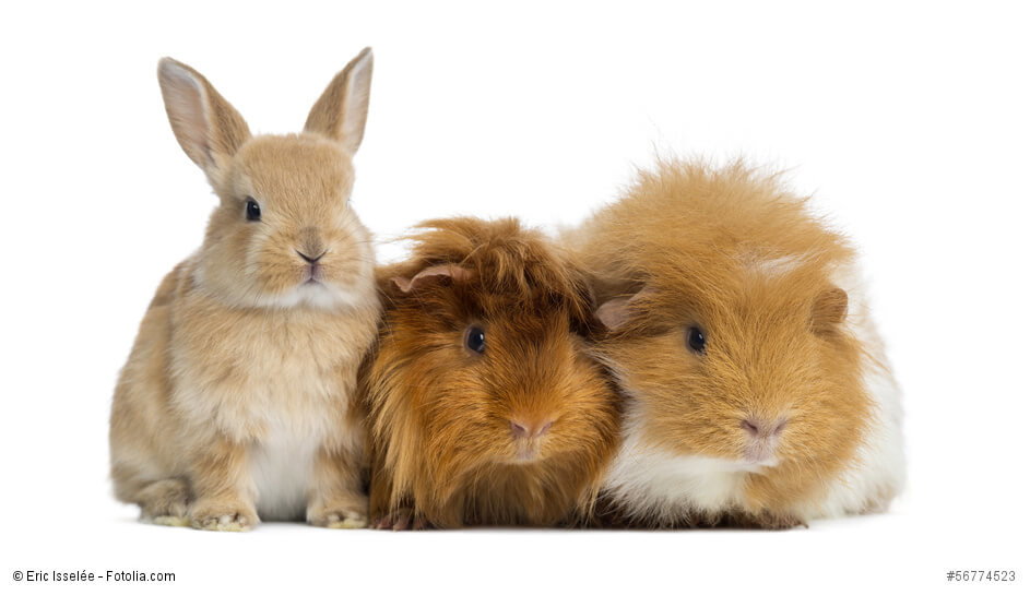 ein Kaninchenbaby und zwei Meerschweinchen sitzen vor einem weißen Hintergrund