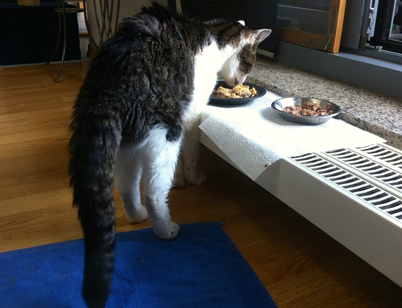 Kater frisst erhöht mit einem Napf auf einem flachen Heizkörper