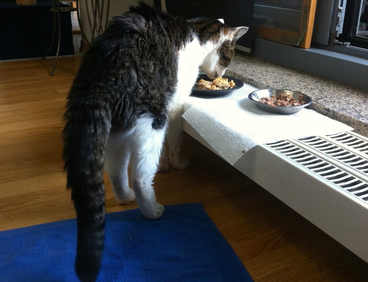 Kater frisst erhöht mit einem Napf auf einem flachen Heizkörper