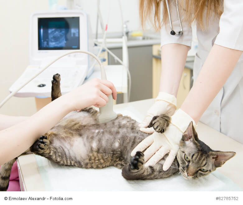 Katze bei einer Ultraschalluntersuchung