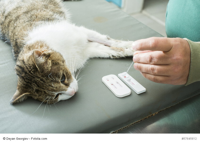 Katze beim Bluttest.