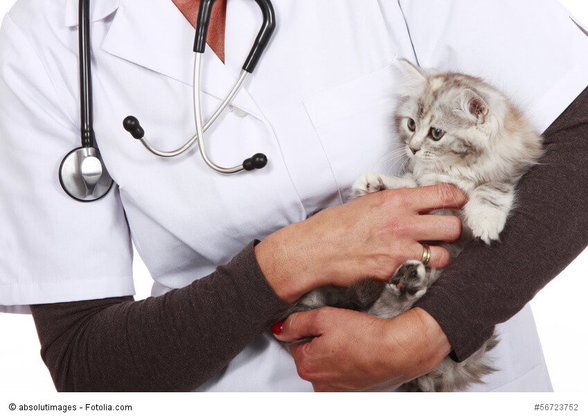 Eine kleine Katze sitzt auf dem Arm einer Tierärztin