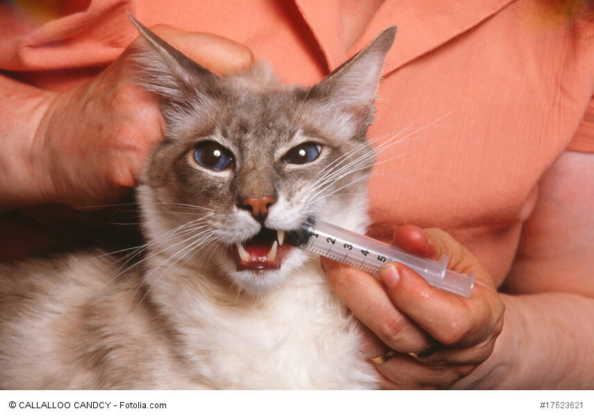 Katze bekommt Medikamente
