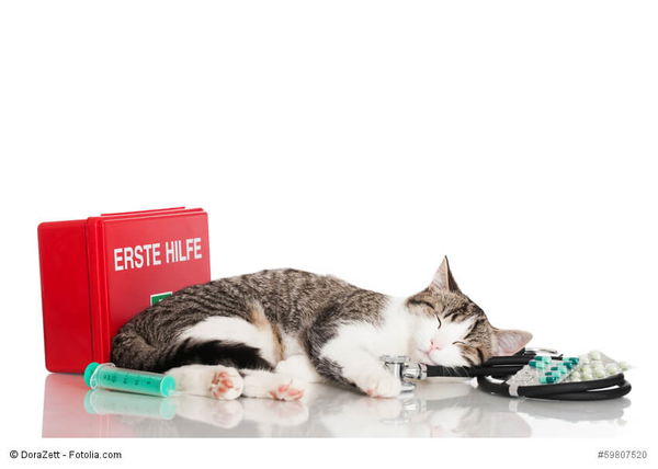 Katzenversicherung: Kranken- und OP-Versicherung für die Katze