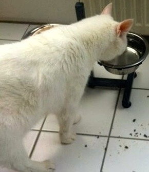 Ein weißer Kater trinkt aus einem erhöhten Napf