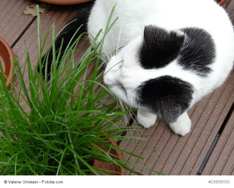 Katzengras dient der Nahrungsergänzung und hilft unterstützend beim Auswürgen von Haarbällen