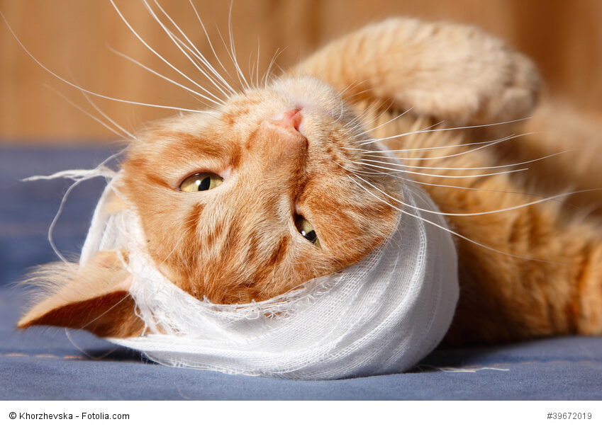 Katze mit einem Kopfverband