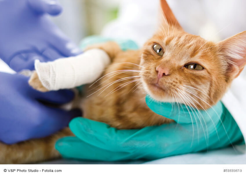 Katze mit Verband nach einem Beinbruch.