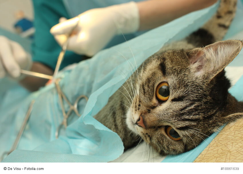 Katze während einer Operation