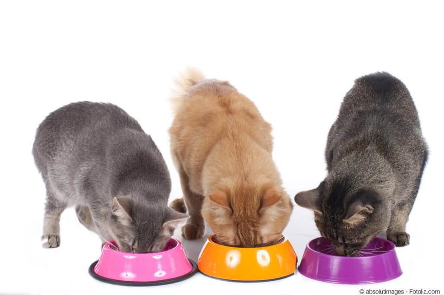Ernährung für Katzen