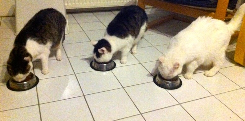 Drei Kater fressen auf weißem Fliesenboden aus drei einzelnen Näpfen