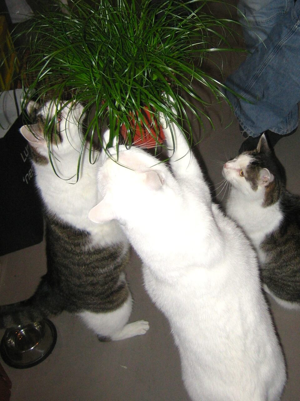 Drei Katzen strecken sich nach einem Topf mit Gras