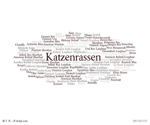 Katzenrassen